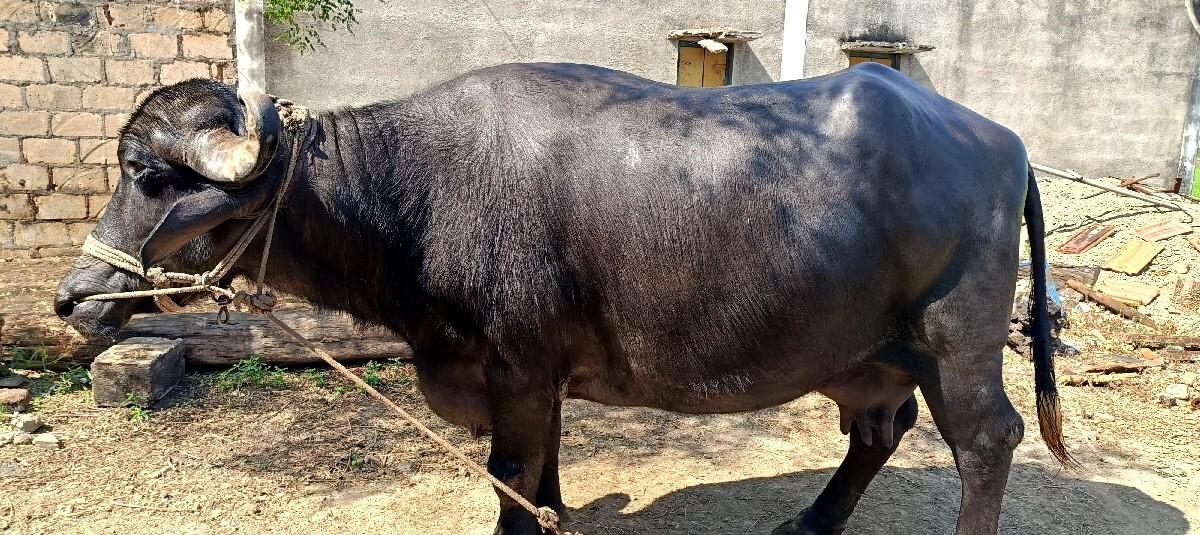 થંબનેલ 3