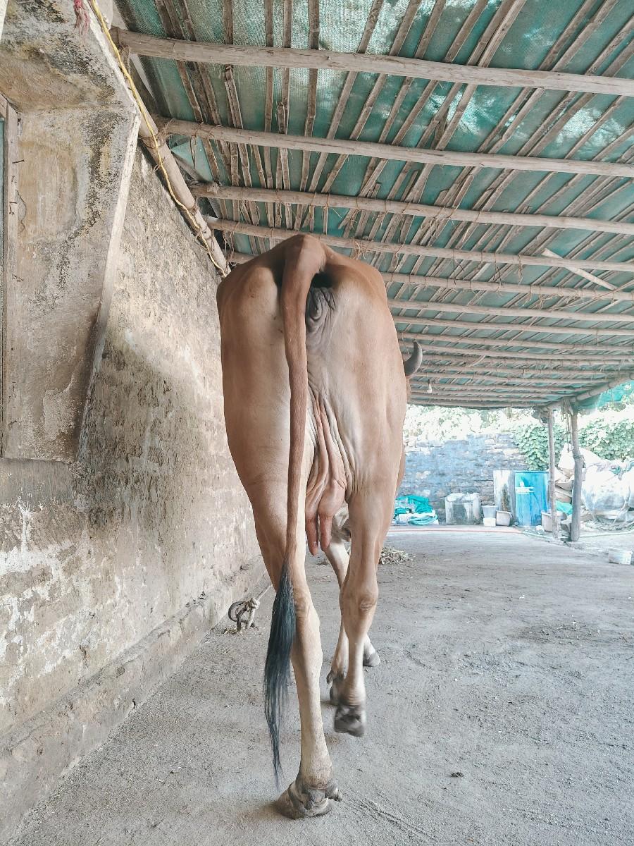 આ ગાય વૅશવાની છે