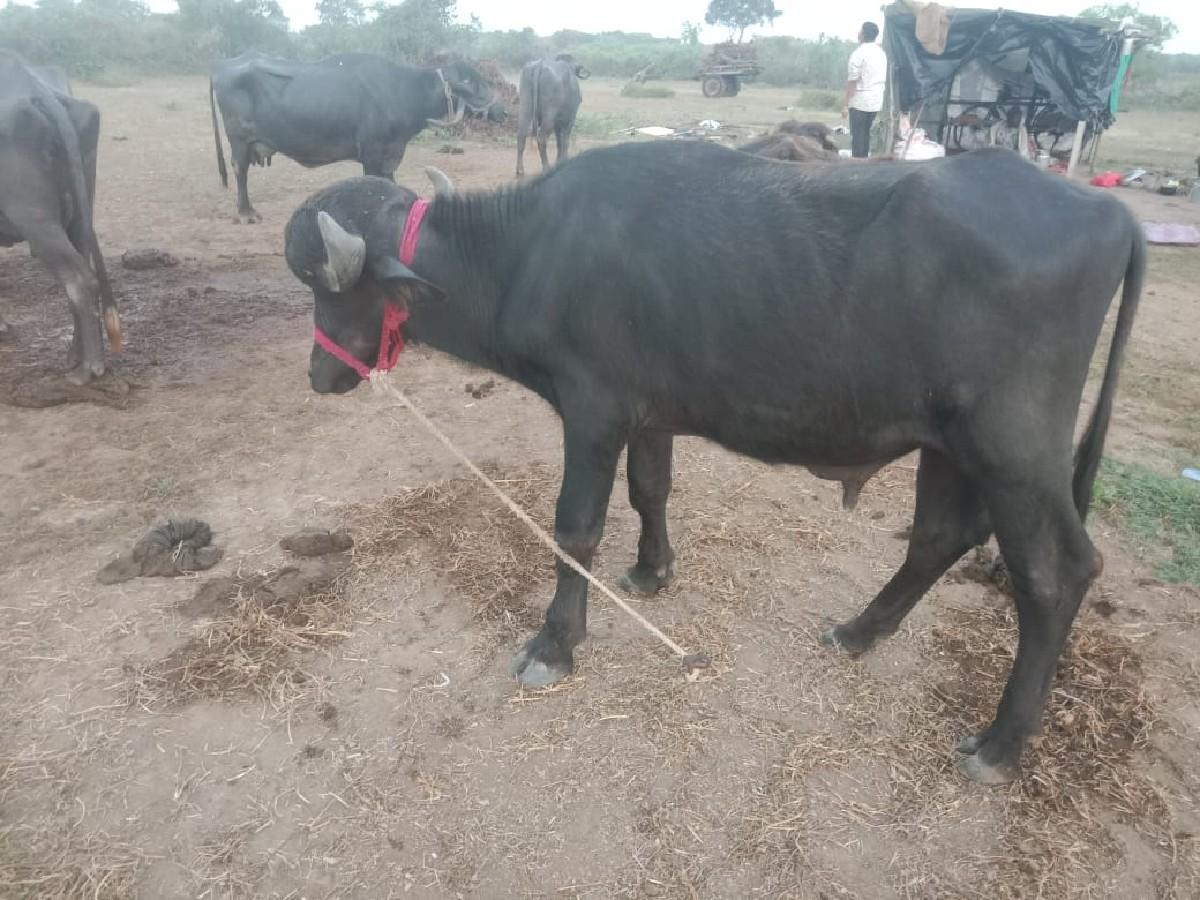 થંબનેલ 2