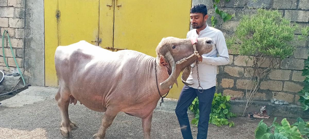 ભેંસ વેચવાની છે