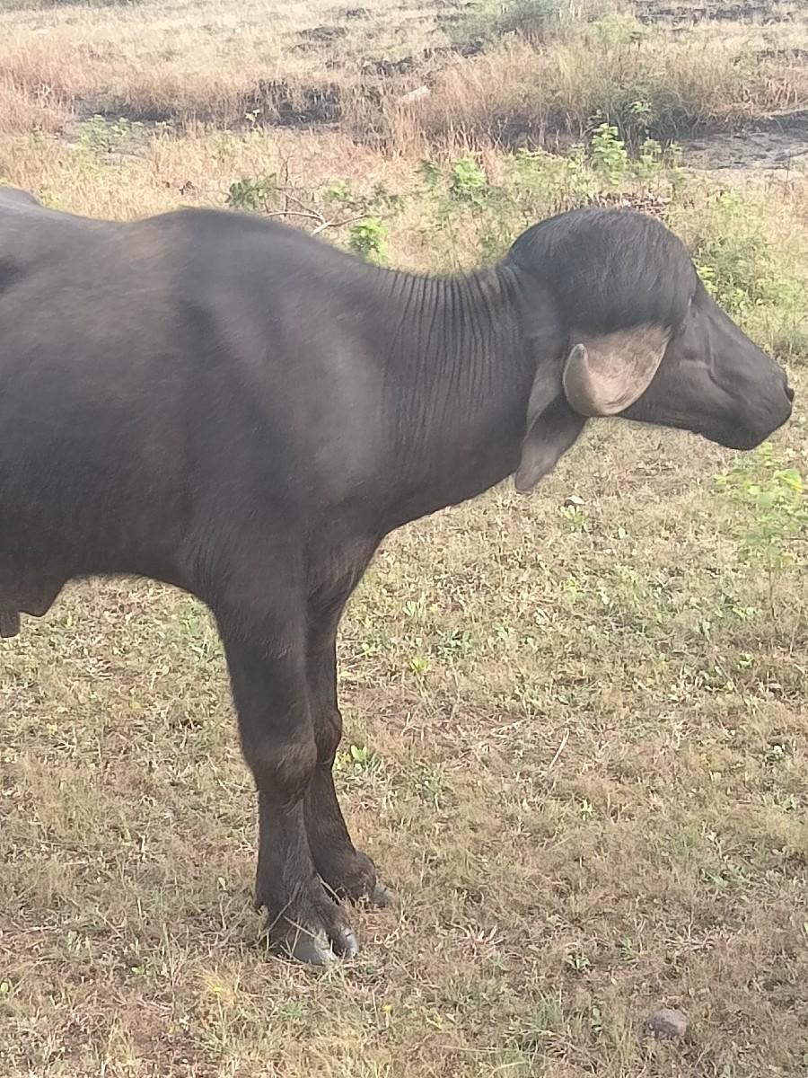 થંબનેલ 3