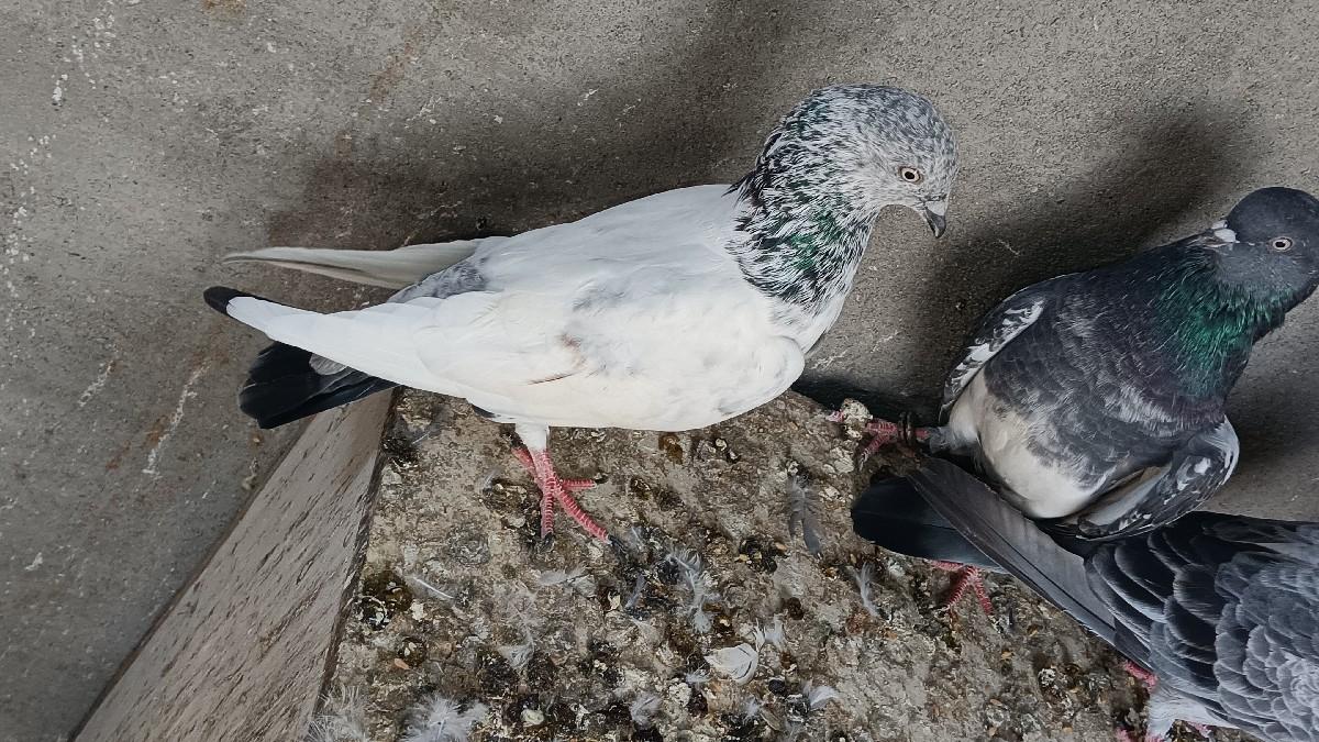 થંબનેલ 2