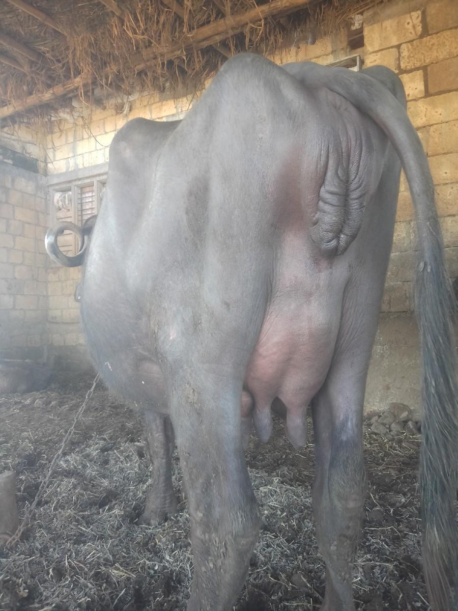 ભેંસ વેચવાની છે..