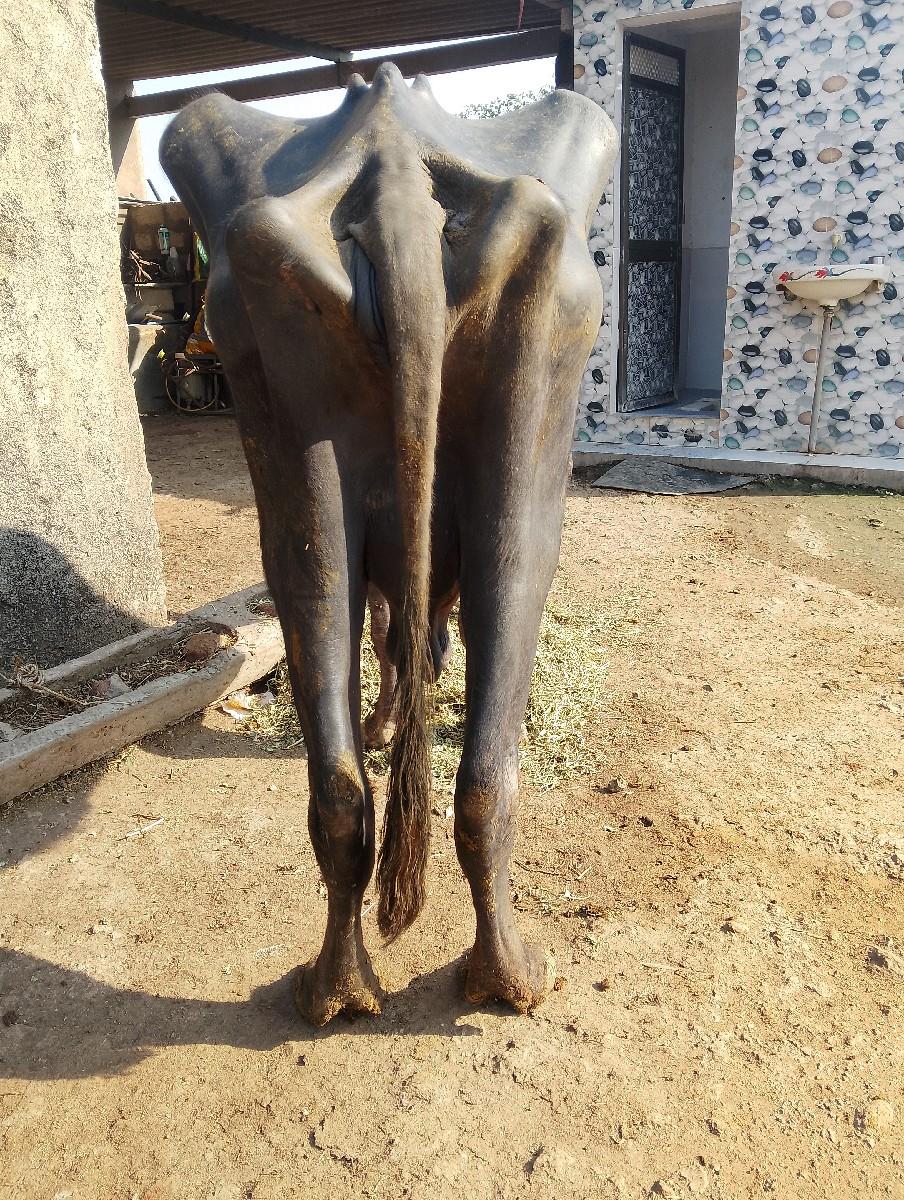 થંબનેલ 2