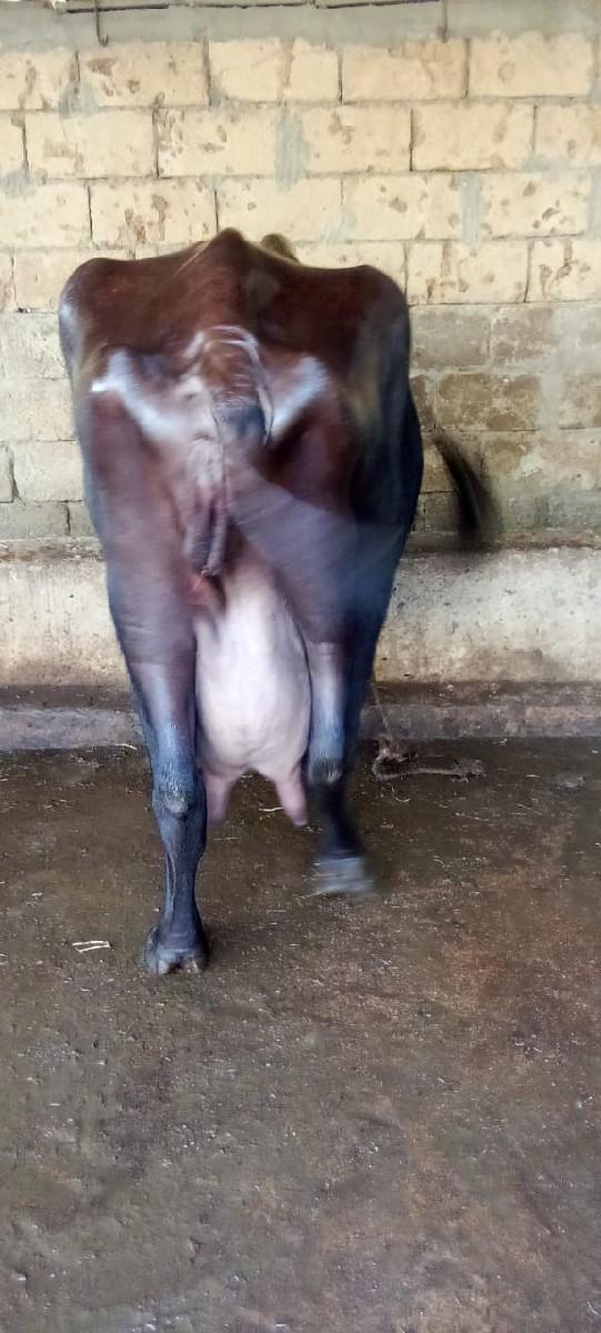 ભેસ વેચવાની છે