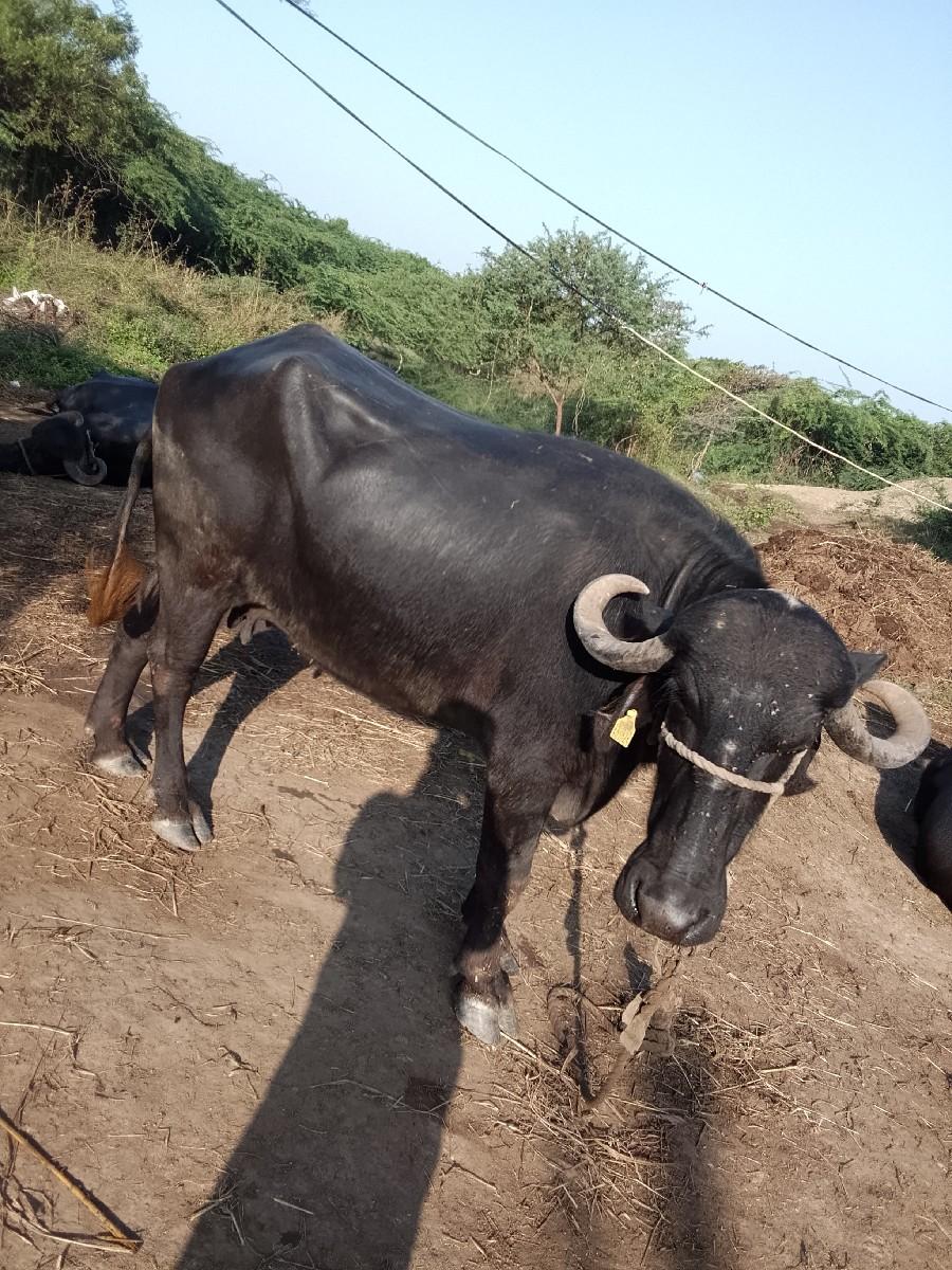 ભેંસ વેચવાનું છે
