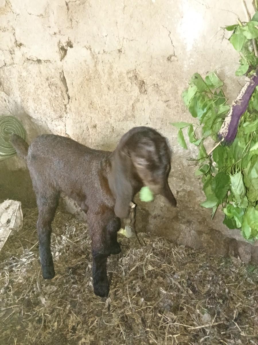 થંબનેલ 2