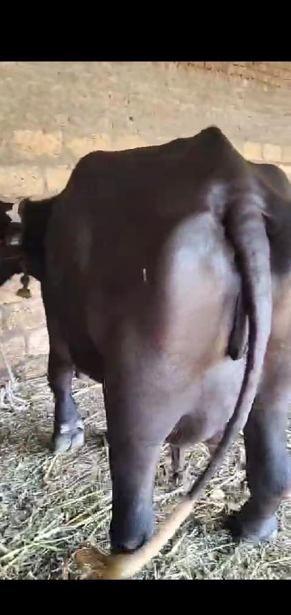 થંબનેલ 3