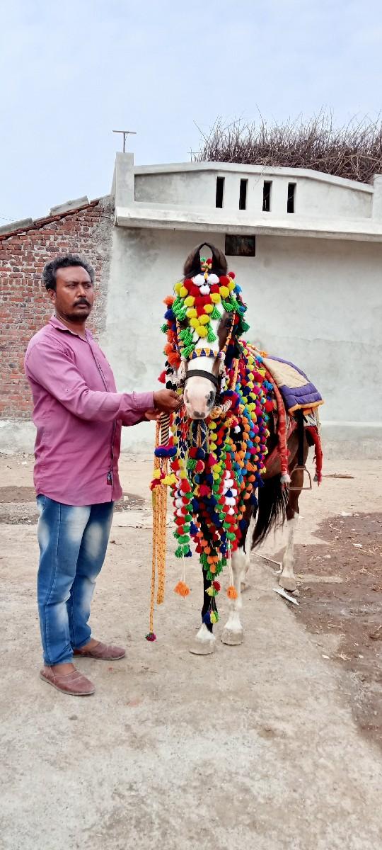 કેડી ઘોડી