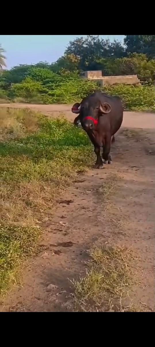 પેલા વેતરની ખળલી વેચવાની છે