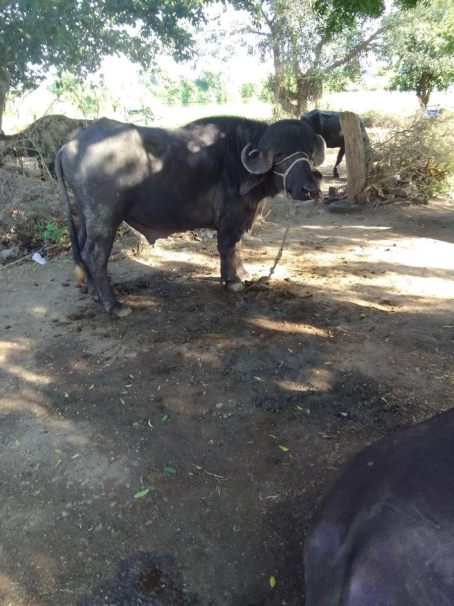 જાફરાબાદી.પાડો.વેચવાનો