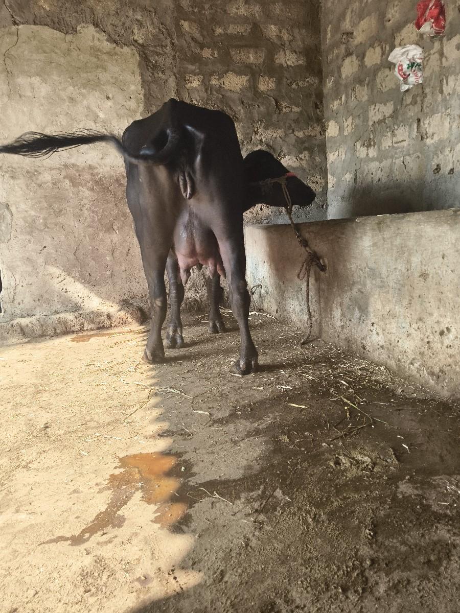 ભેંસ વેચવાની છે