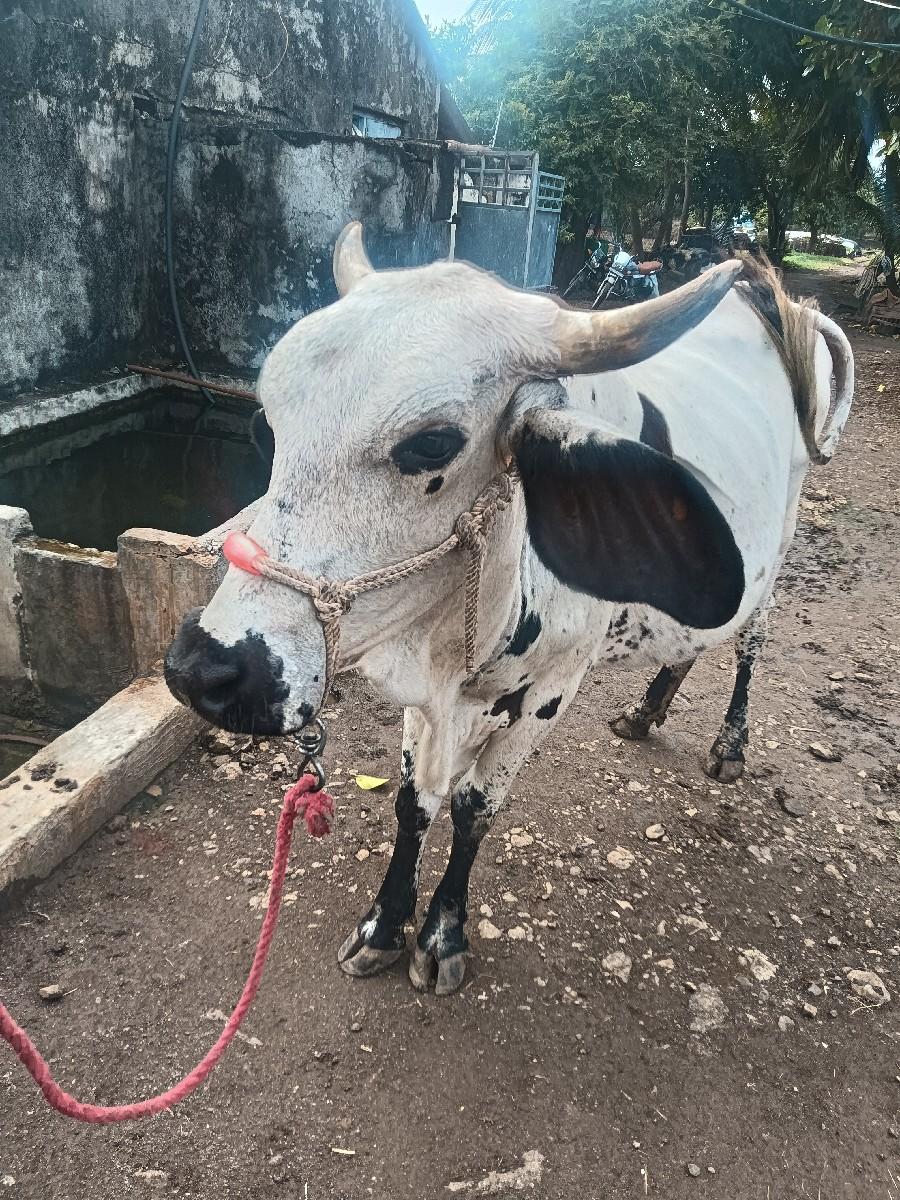 થંબનેલ 3