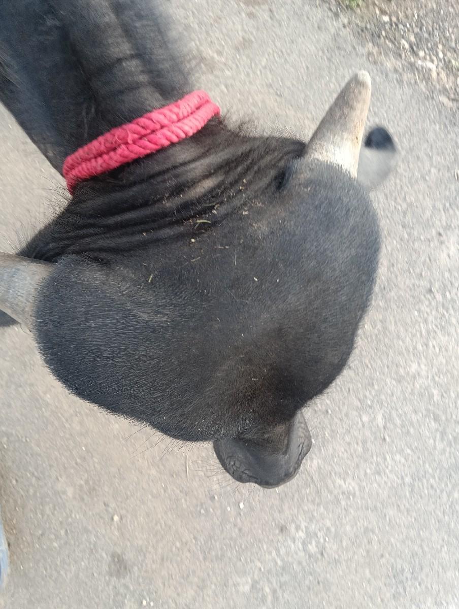 થંબનેલ 3