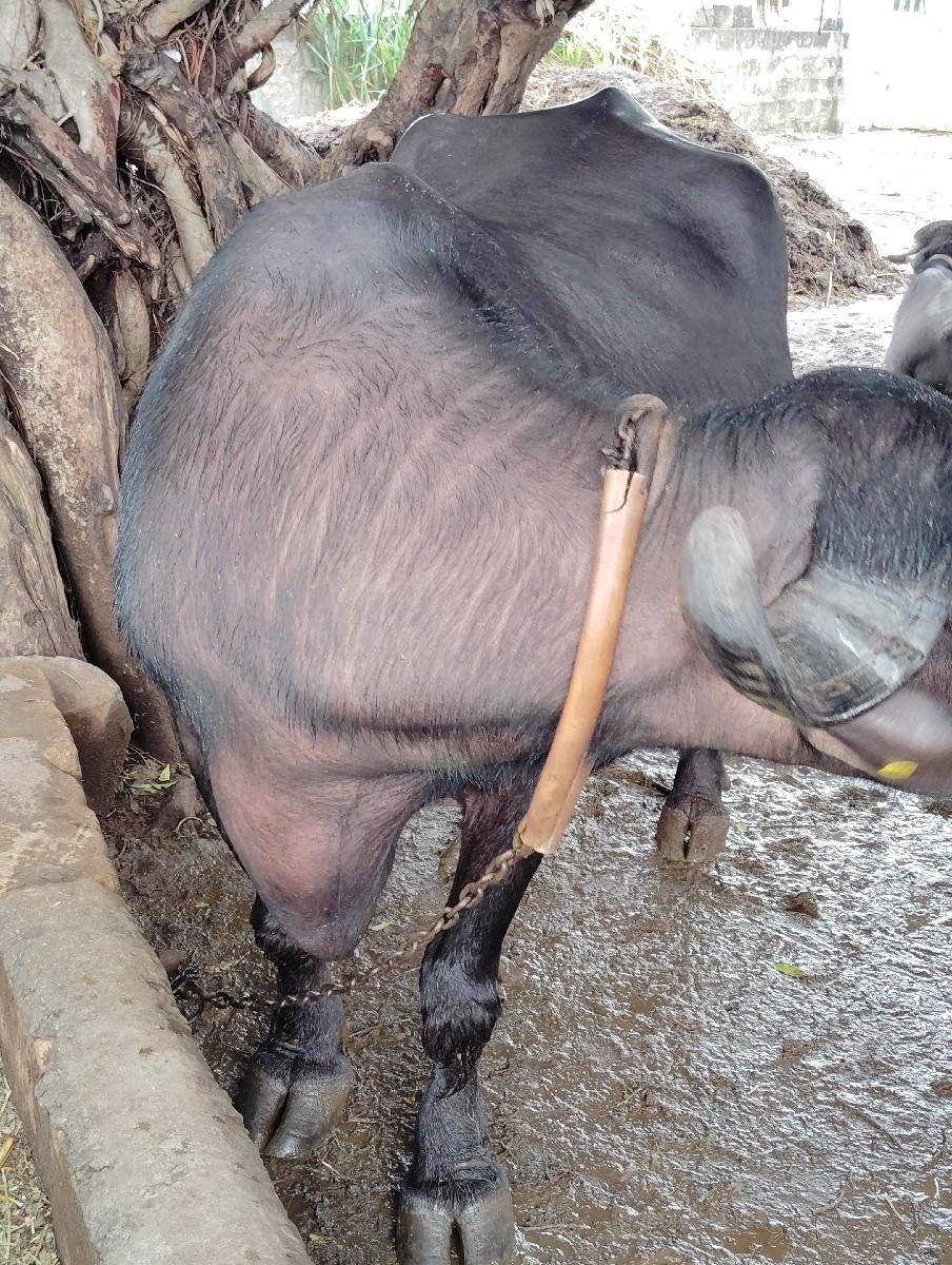 ભેશ વેચવાની છે