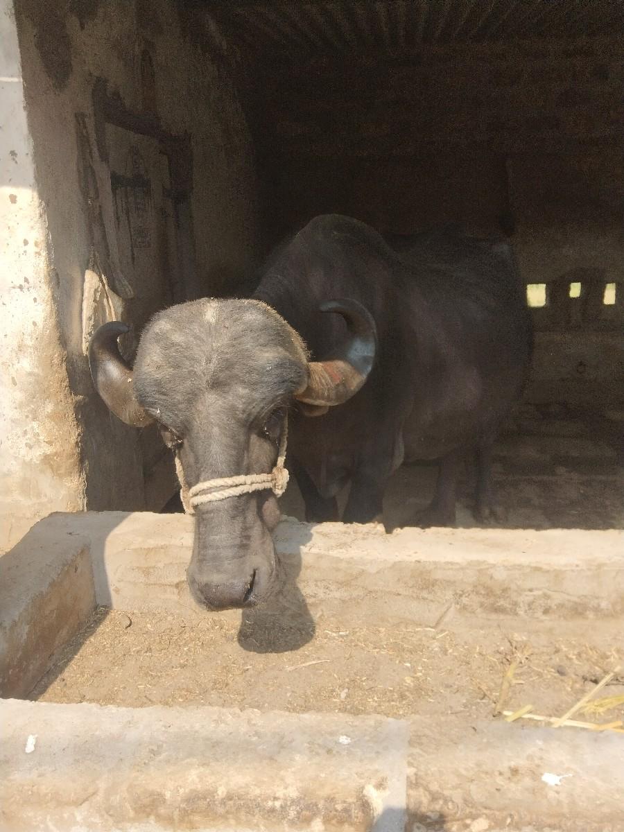 થંબનેલ 2