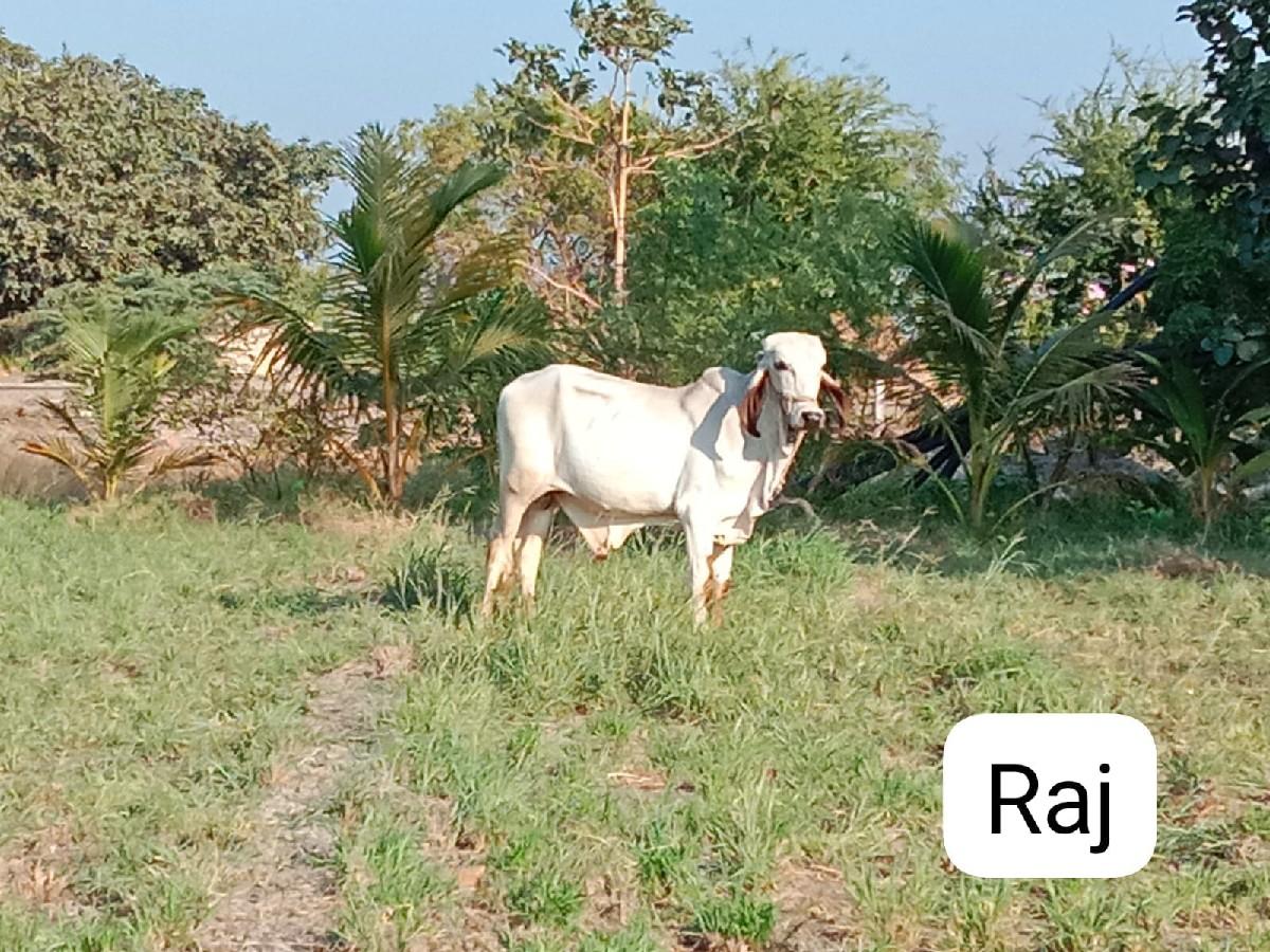 થંબનેલ 3