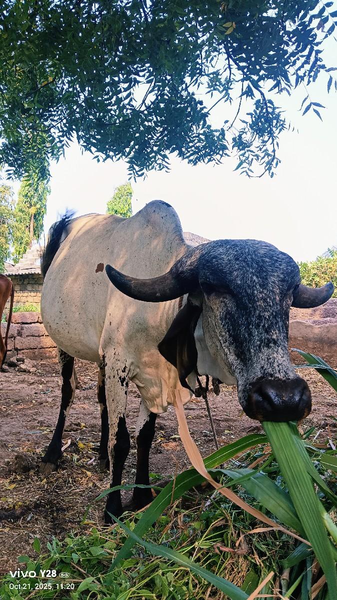 થંબનેલ 2