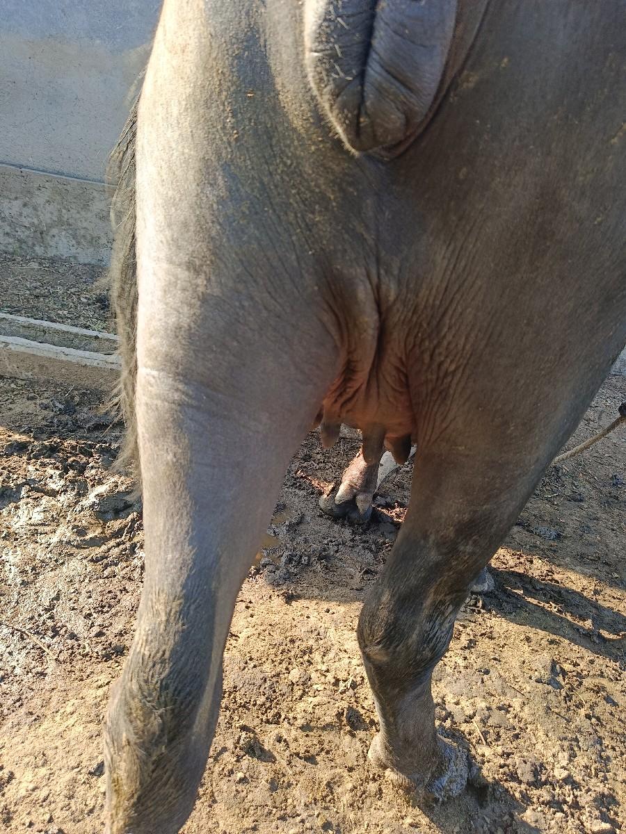 પેલું વેતર ખડેલી વેચવાની છે