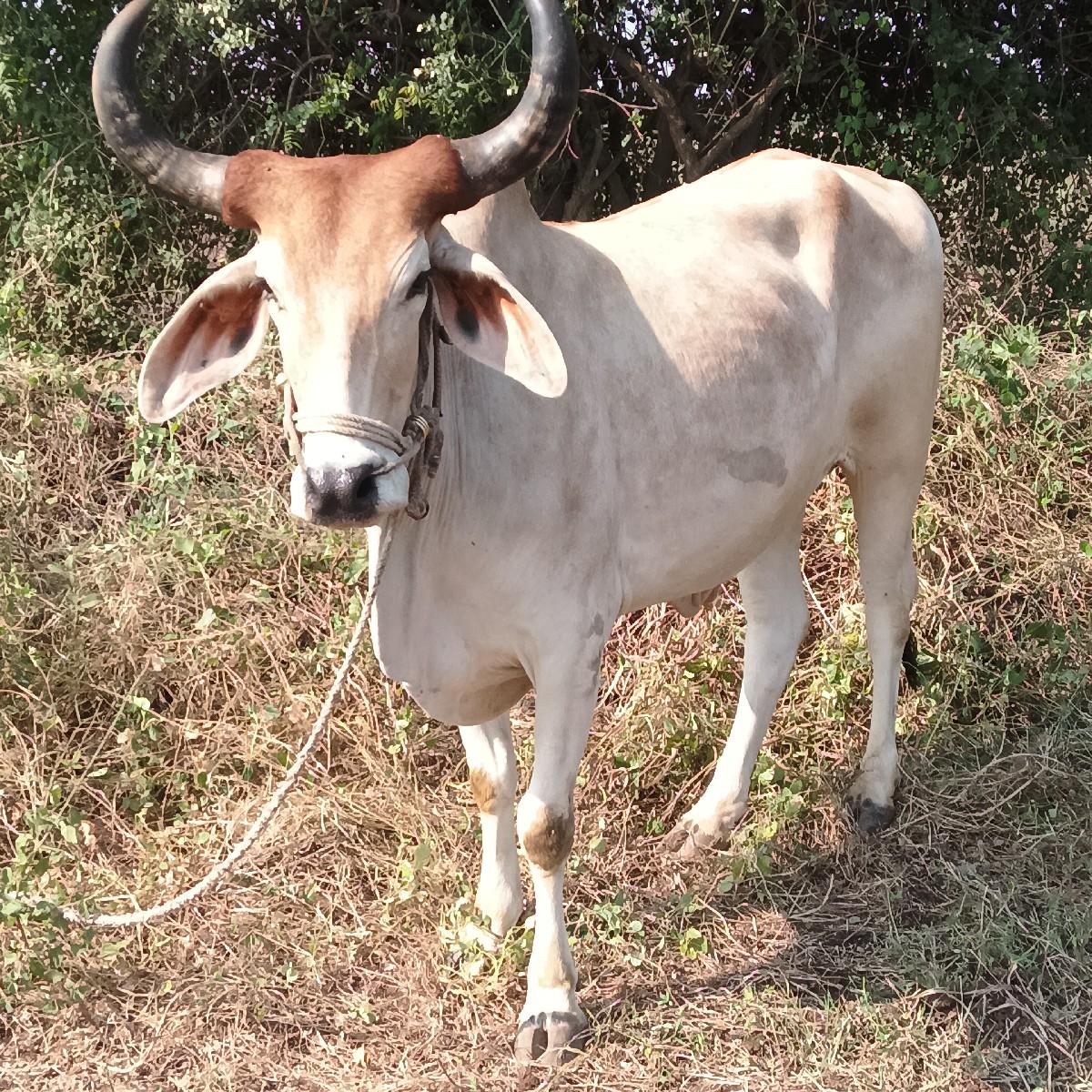 રાજુભાઈ