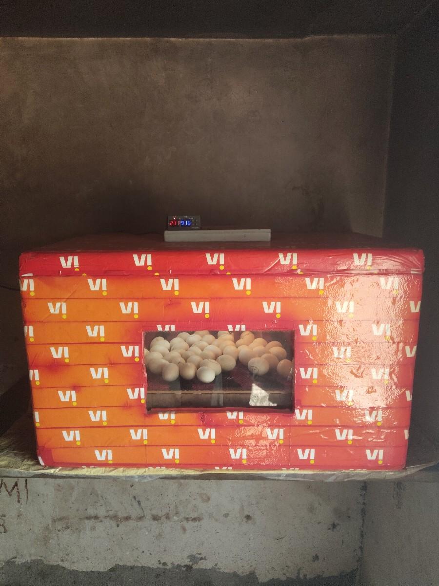 Murgi macin 100 enda no otometic