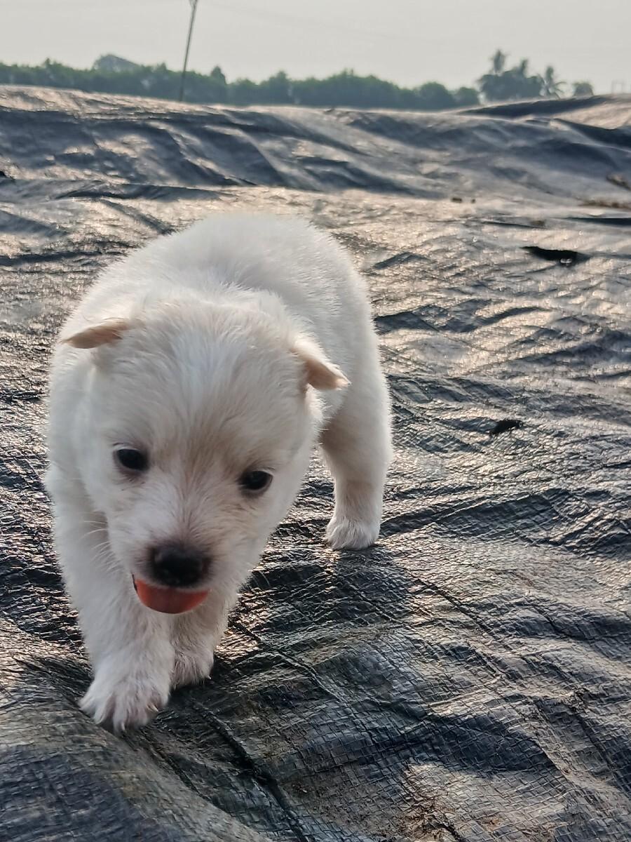 થંબનેલ 2