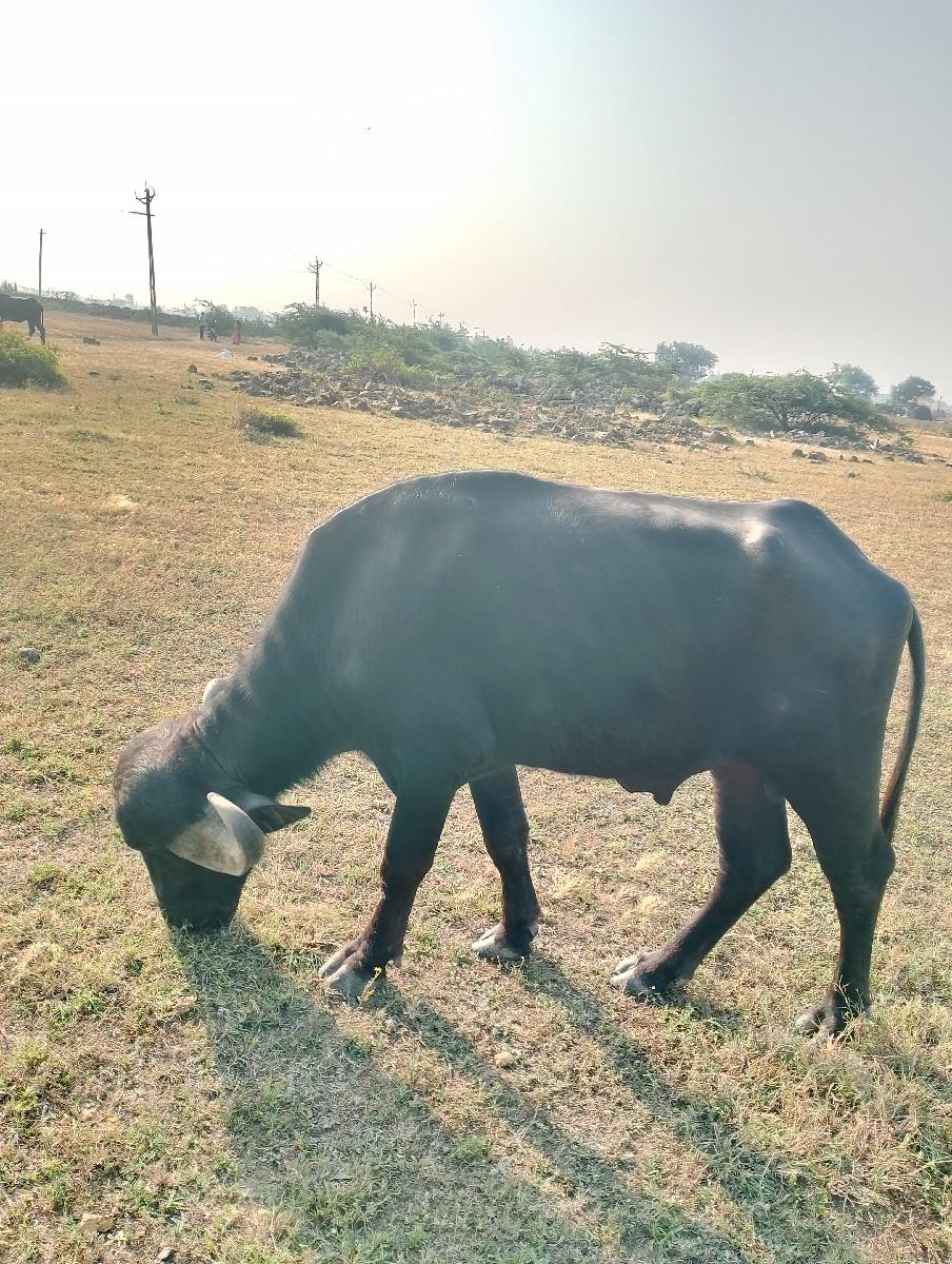 थंबनेल 2