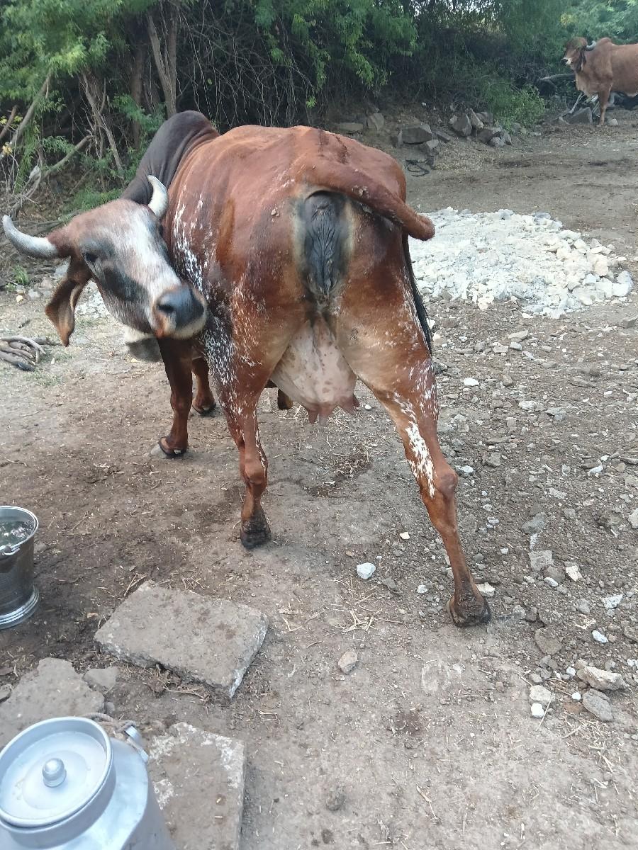 થંબનેલ 3