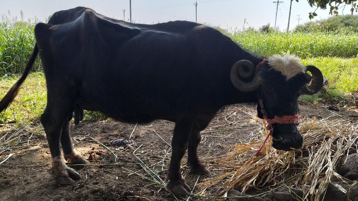 ભેંસ વેચવની છે