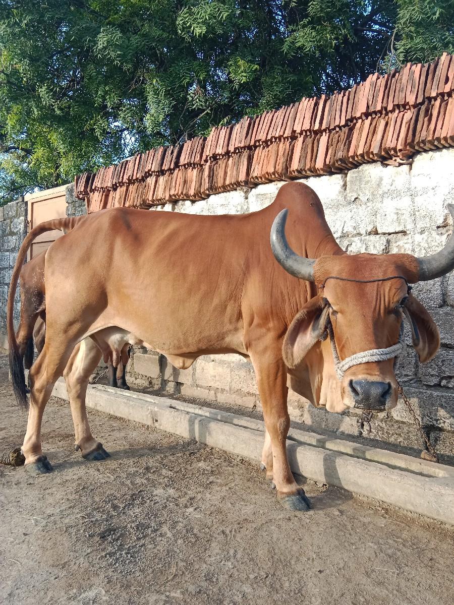 થંબનેલ 2