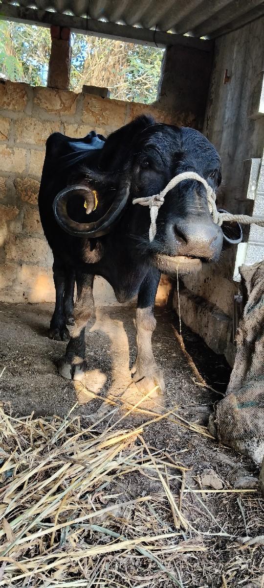 થંબનેલ 2