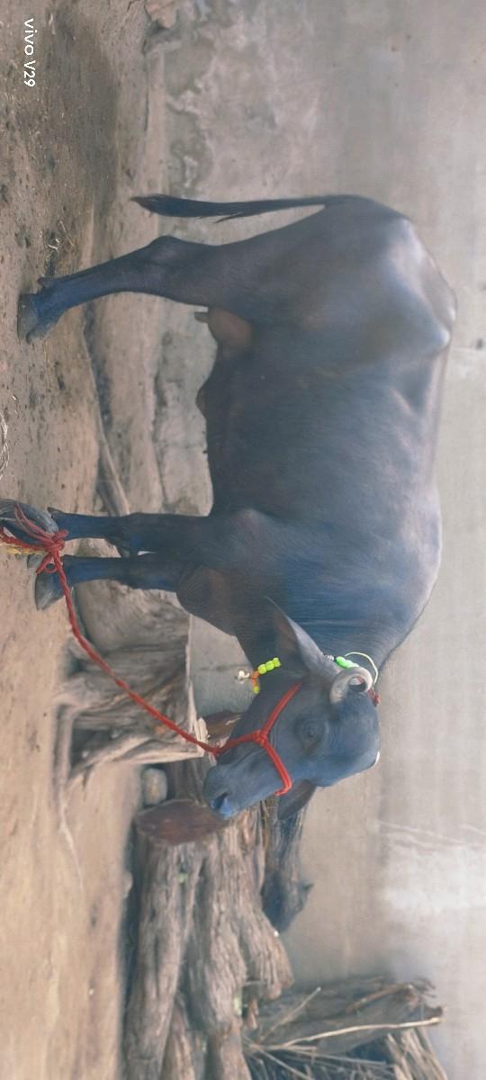 પેલું વેતર ખડાઈ ઓરીજનલ બની