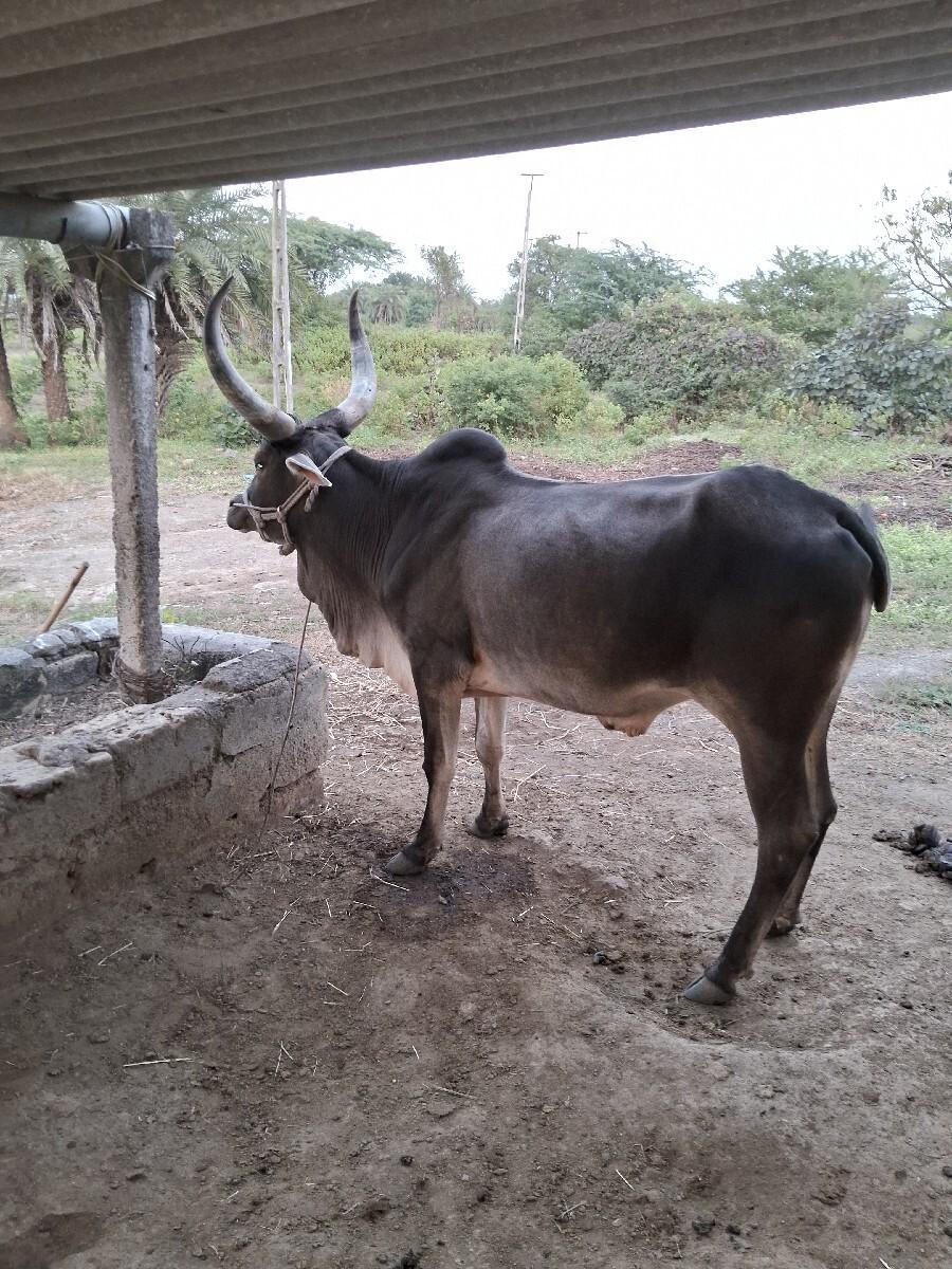 થંબનેલ 3