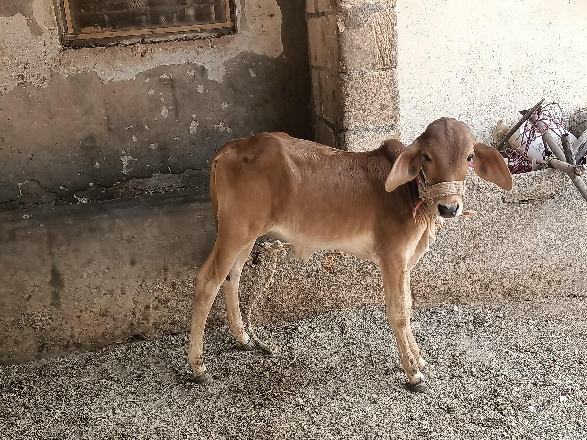 થંબનેલ 3