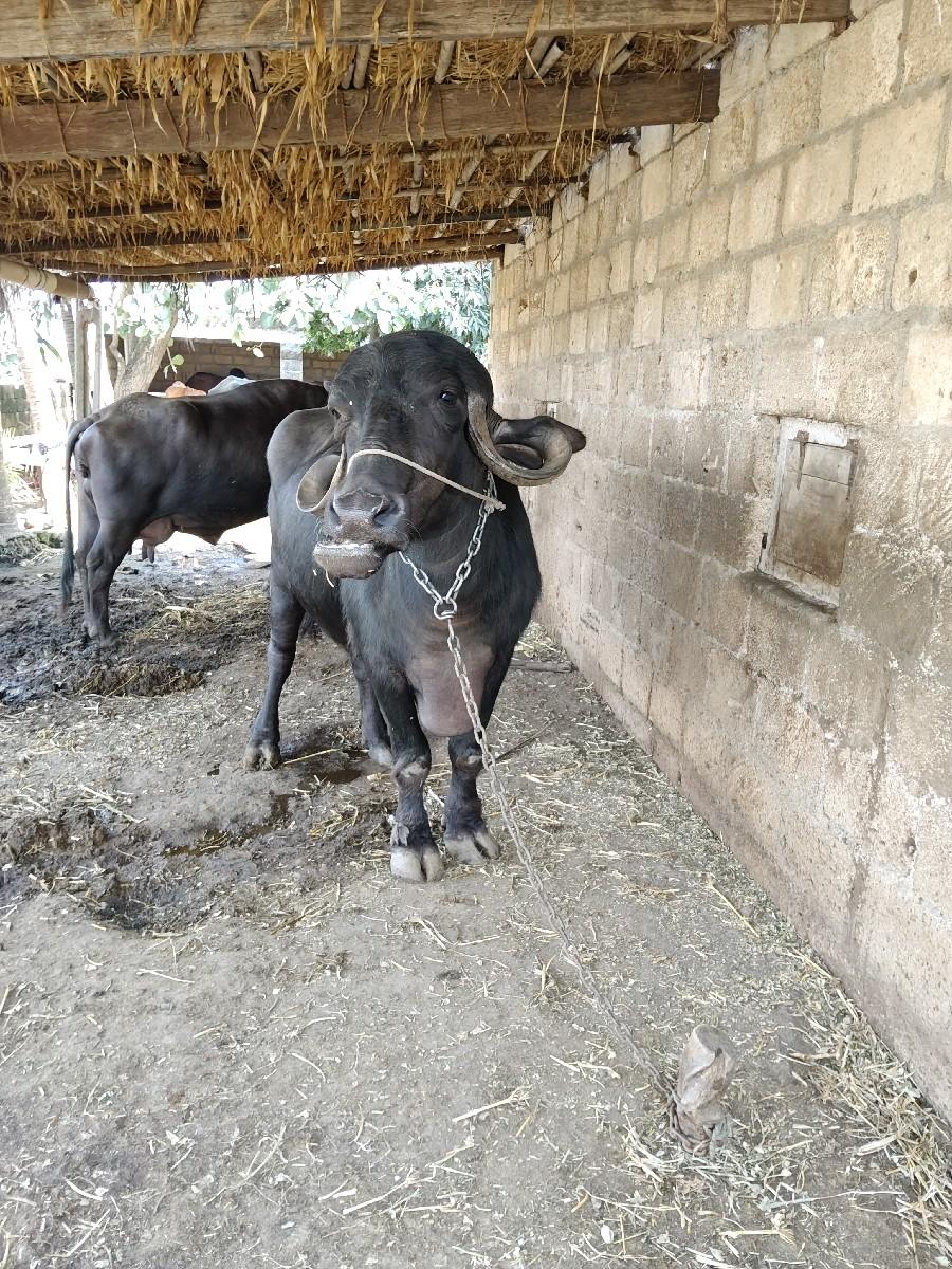 થંબનેલ 3