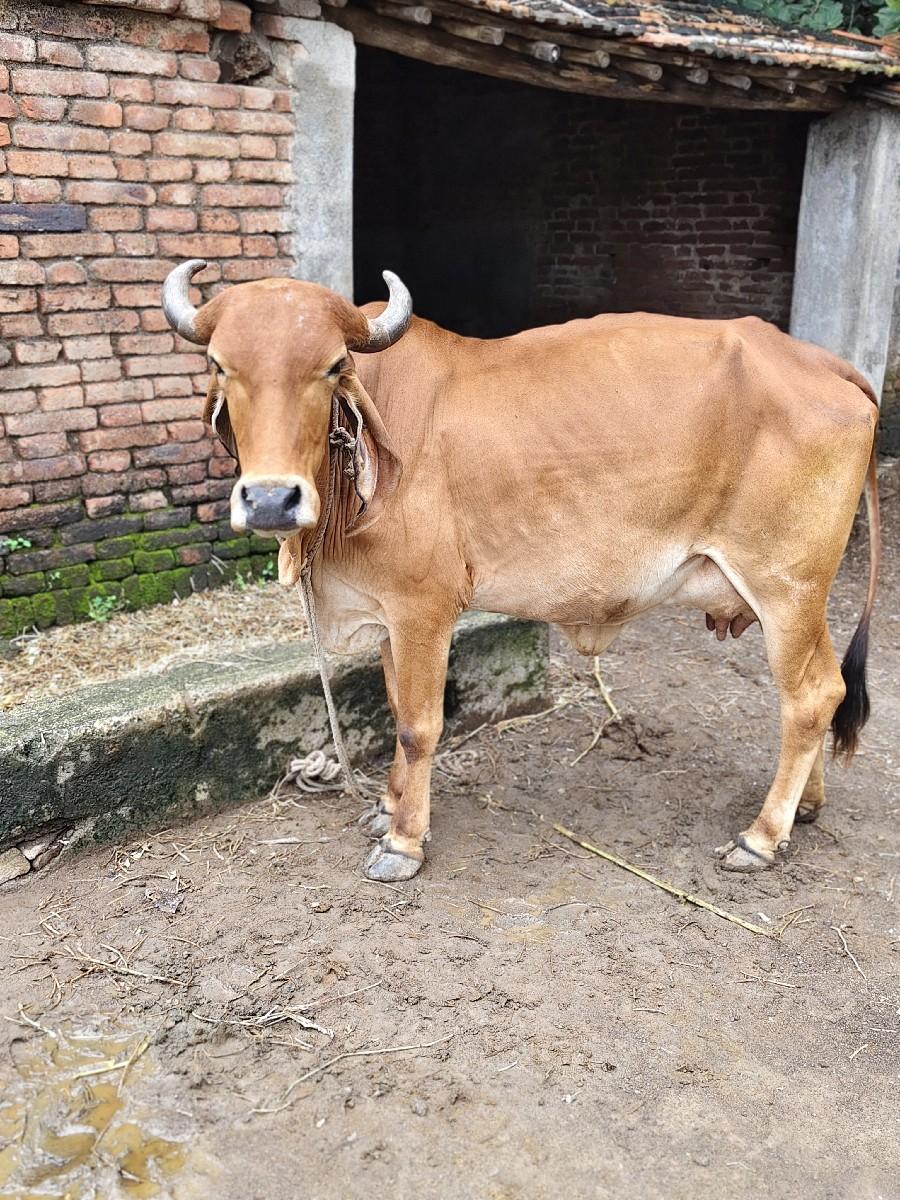 ગાય બીજી વેતર છે