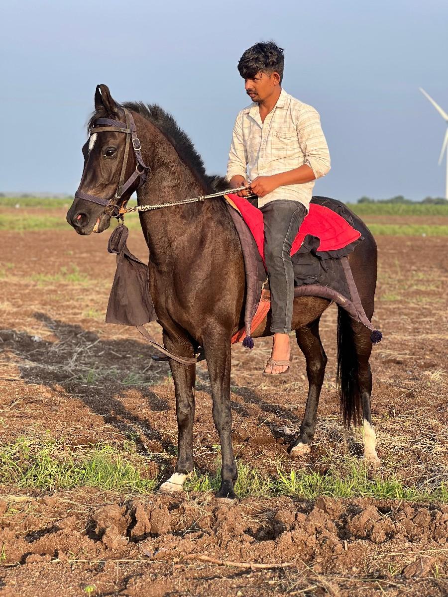 વસેરી વેસવાની સે