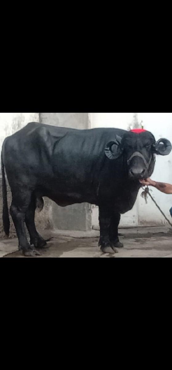 ભેંસ વેચવાની છે