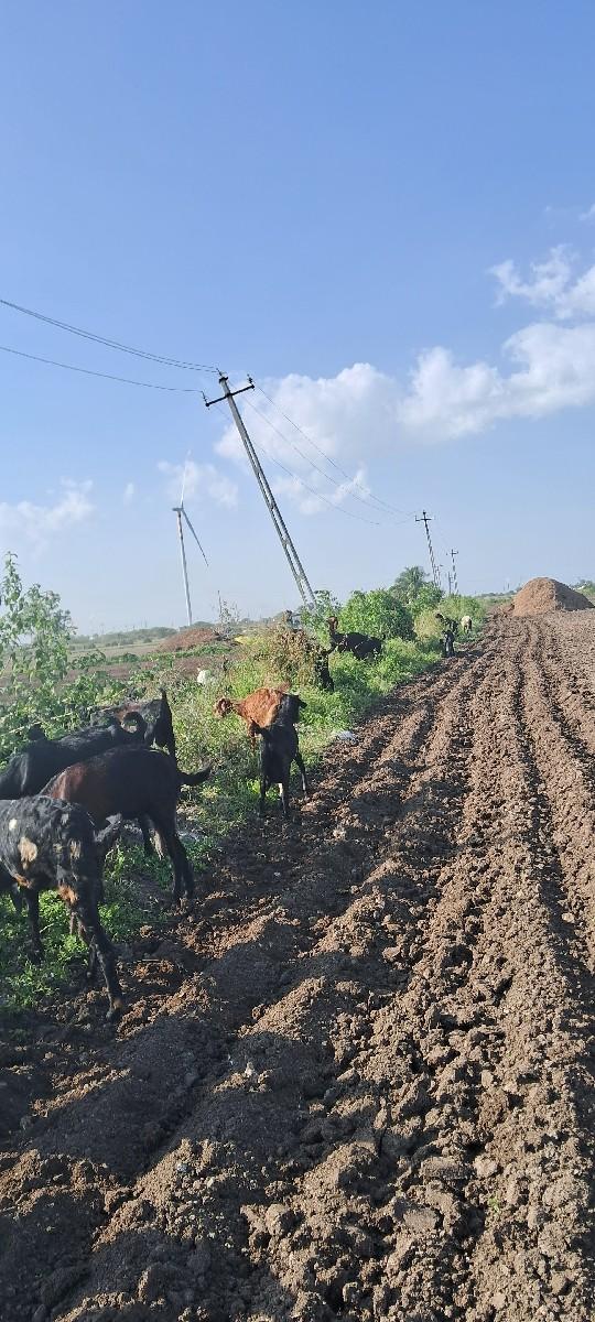 થંબનેલ 2