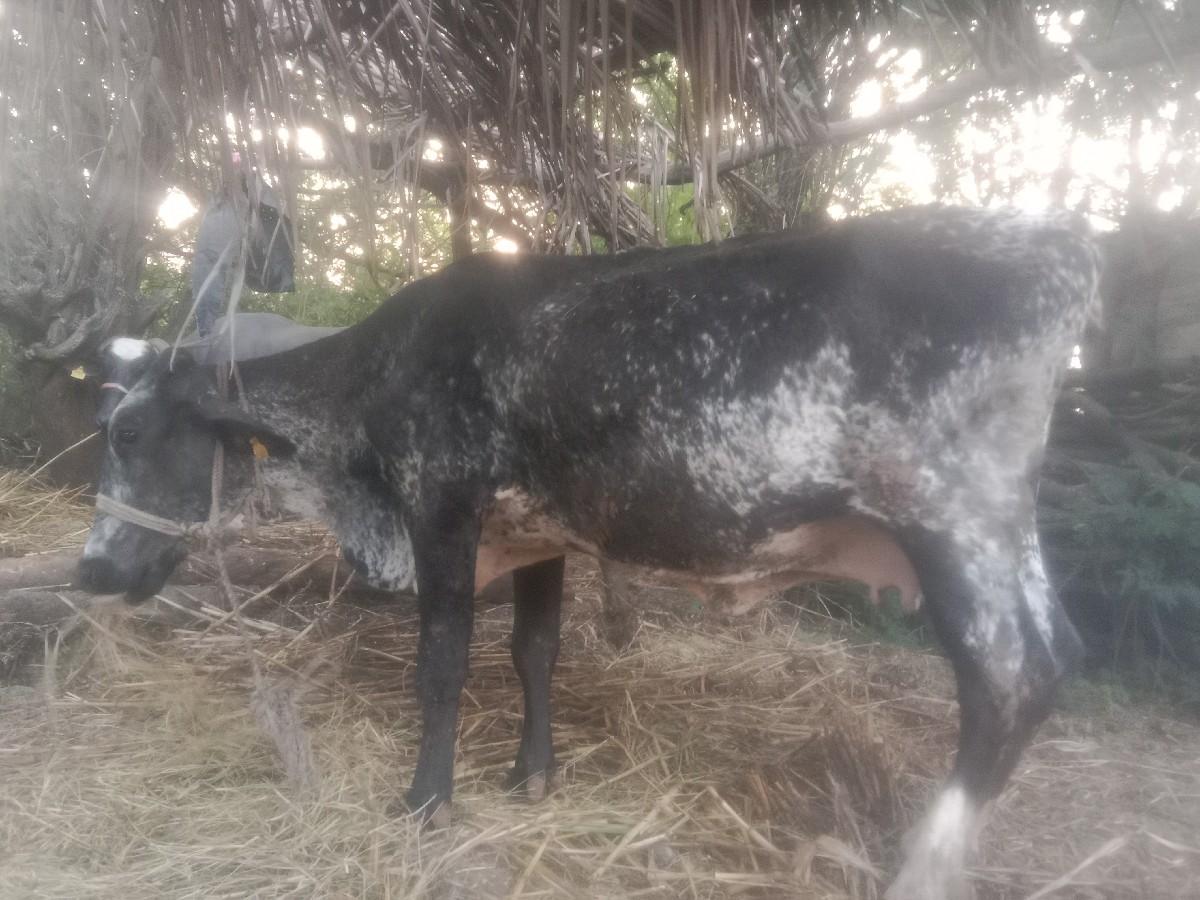 थंबनेल 2