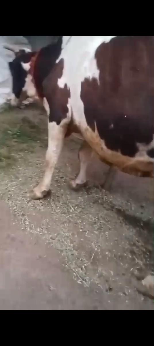 ગળકોટડી બાબરા અમરેલી