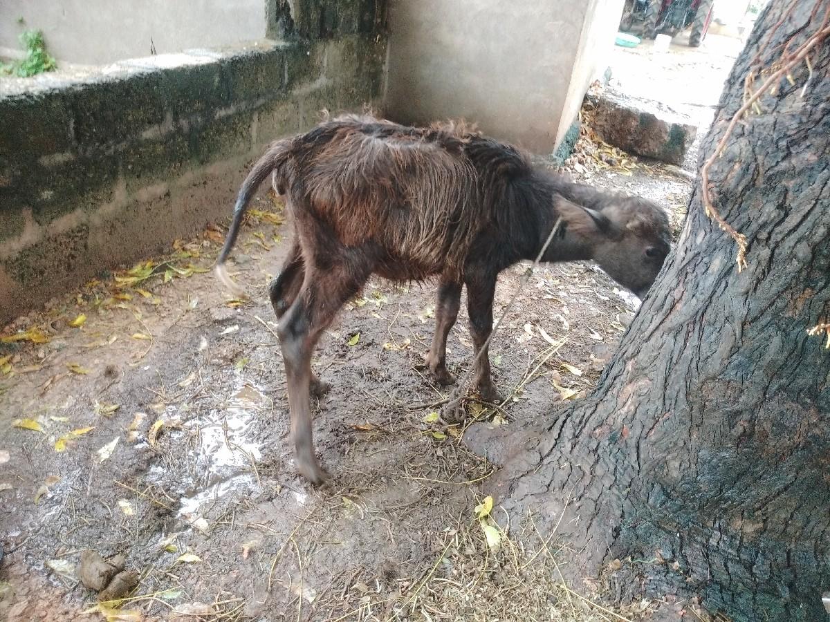 થંબનેલ 2