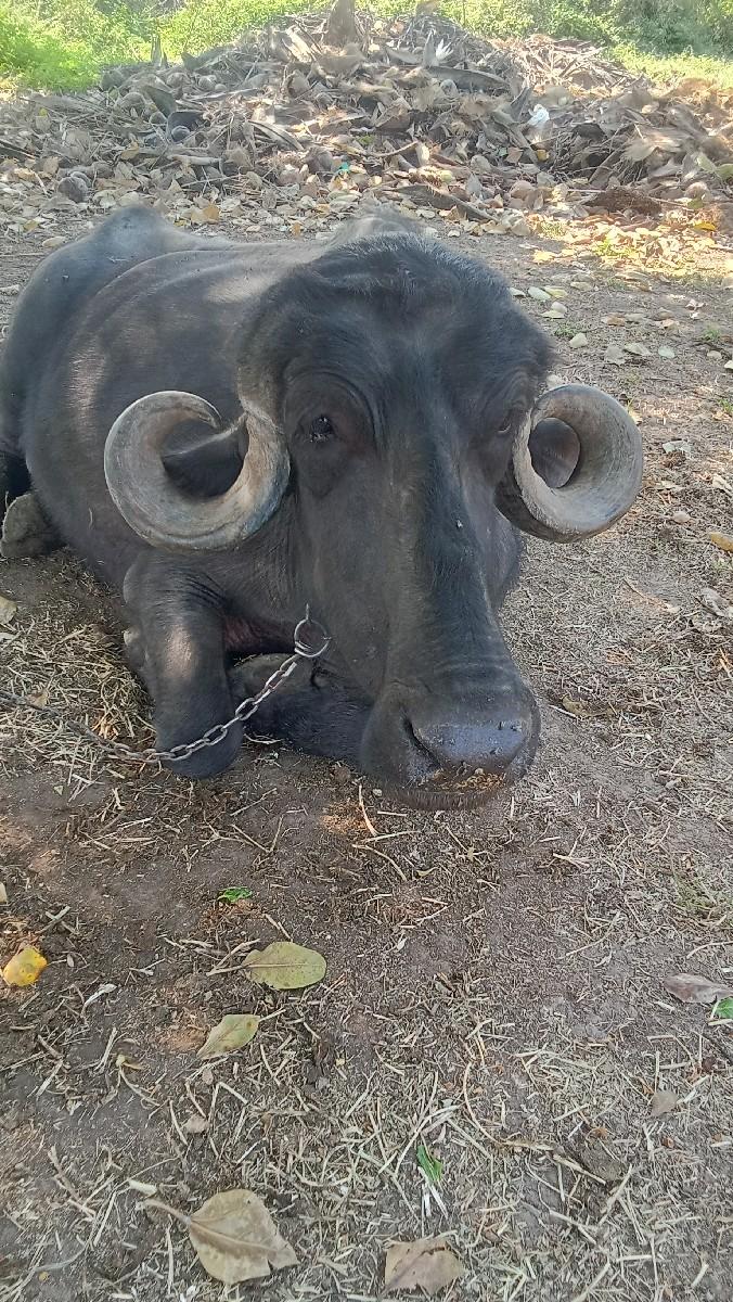 થંબનેલ 3