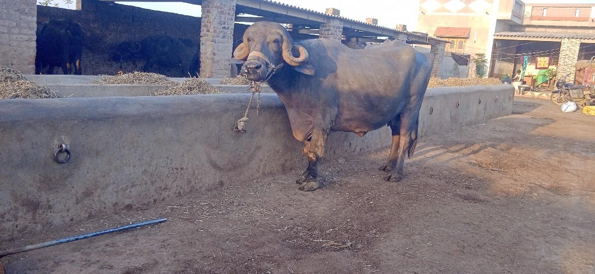 ટોપલીયુ બે  ખડેલી યુ  વેચવાની સે