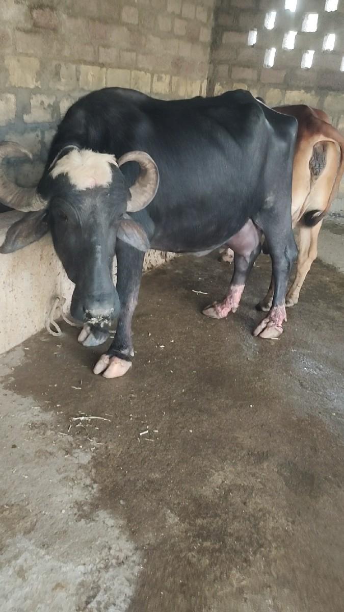 ભેંસ વેચવાની છે