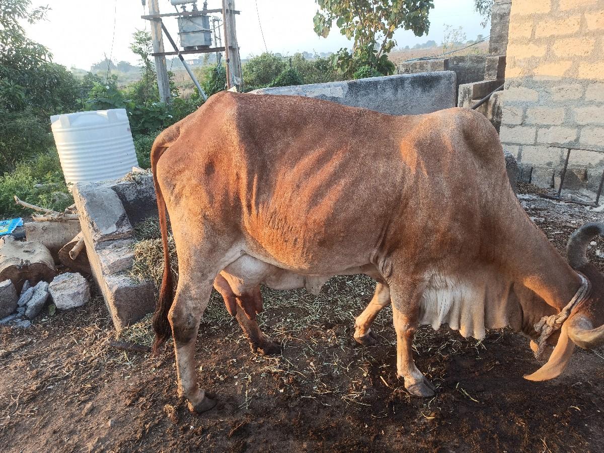 થંબનેલ 3