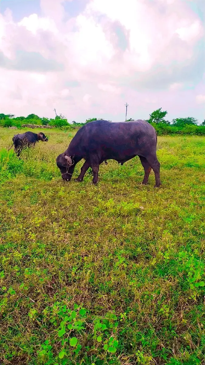 પાડો વેચવાનો છે