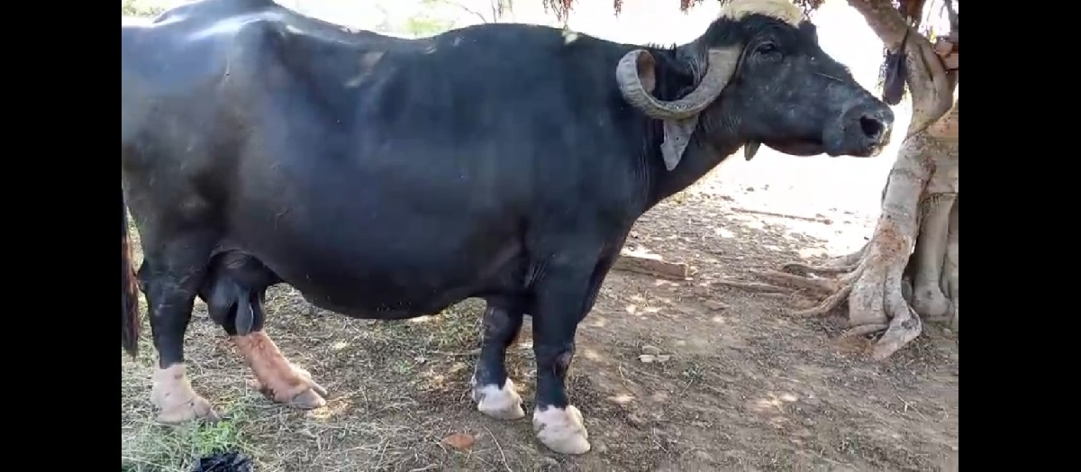 થંબનેલ 2