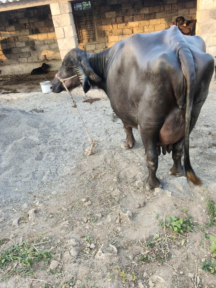 થંબનેલ 2