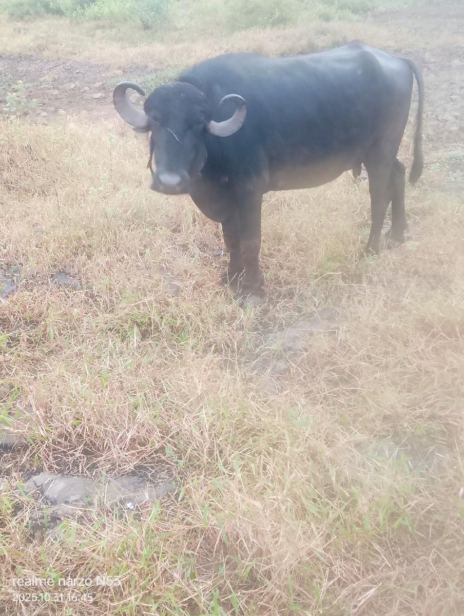 થંબનેલ 3